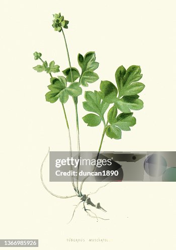 Moschatel, Common, Tuberous Moschatel, Musk Ranunculus, Wildflower, Flower, Floral art Moschatel, Common, Tuberous Moschatel, Musk Ranunculus, Wildflower, Flower, Floral art