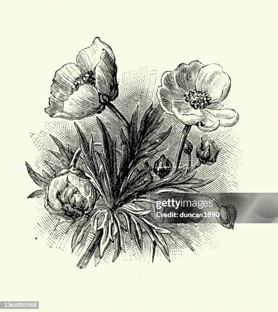 illustrations, cliparts, dessins animés et icônes de pied-de-biche des prés droit, renoncule des prés, ranunculus acris, fleur sauvage, fleur - bouton d'or