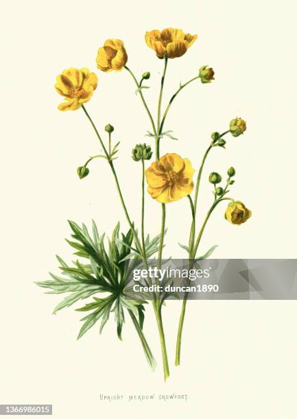 316点のラナンキュラスイラスト素材 Getty Images 316点のラナンキュラスイラスト素材 Getty Images