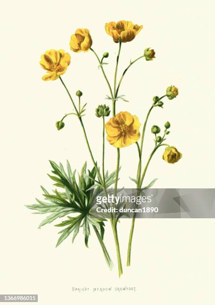 upright meadow crowfoot, meadow buttercup, ranunculus acris, wildflower, flower, floral art - botany stock illustrations