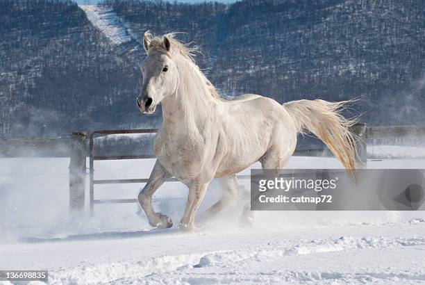horse running in snow, white arabian stallion moving freedom - engelse volbloed (paard) stockfoto's en -beelden