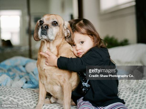 little girl snuggling her dog which is a mixed mutt breed including pug or puggle. she is snuggled into him and he is cute. - child holding toy dog stock pictures, royalty-free photos & images