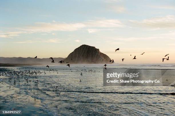 a gorgeous sunset of morro rock on morro bay beach in california with lots of birds flying over the ocean. the sky is blue and there is a light fog. - central california stock pictures, royalty-free photos & images