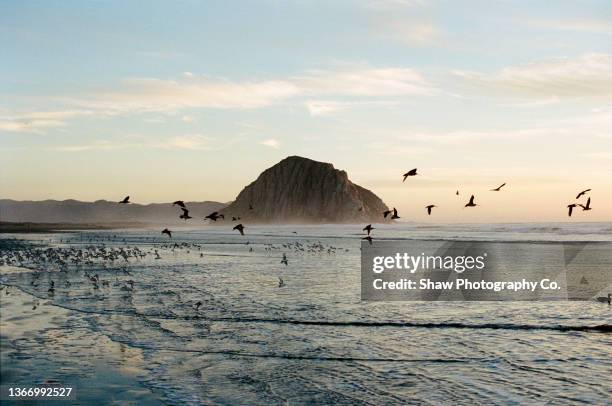 a gorgeous sunset of morro rock on morro bay beach in california with lots of birds flying over the ocean. the sky is blue and there is a light fog. - central california 個照片及圖片檔