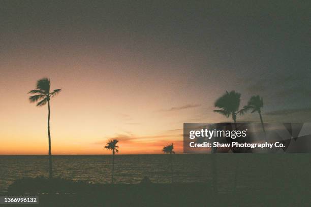 gorgeous sunset at dusk in naples florida with palm tree shadows and orange glow with the ocean behind. there is film grain on this image because it's taken with 35mm film - film grain stock pictures, royalty-free photos & images