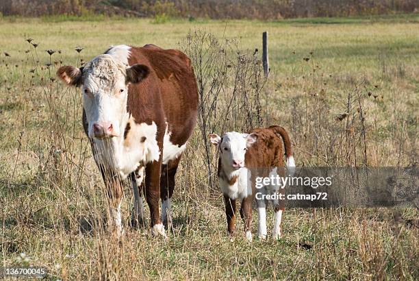 hereford cow and calf in farm field - hereford cow stock pictures, royalty-free photos & images