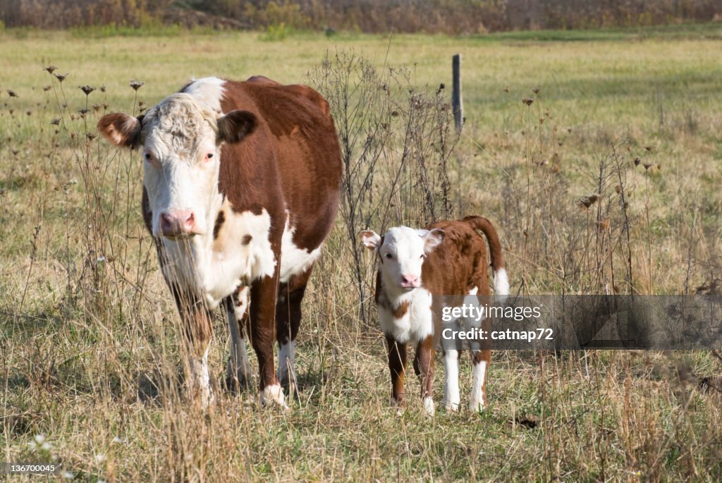 Hereford Cow and Calf in Farm Field