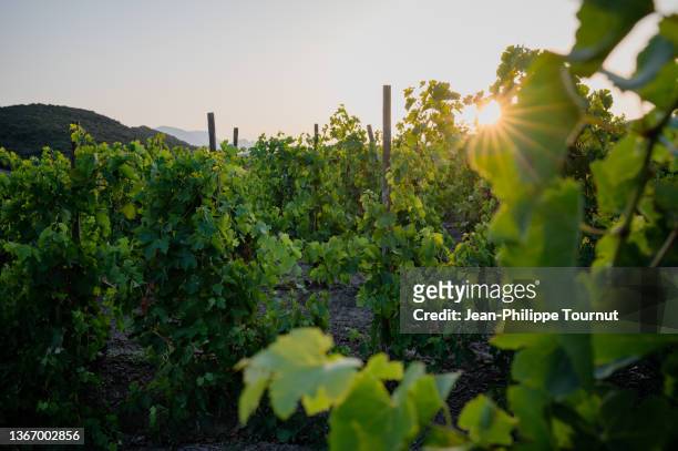 sunset in the vineyards near saint-paul-de-fenouillet, pyrenees, southern france - languedoc rousillon stock-fotos und bilder