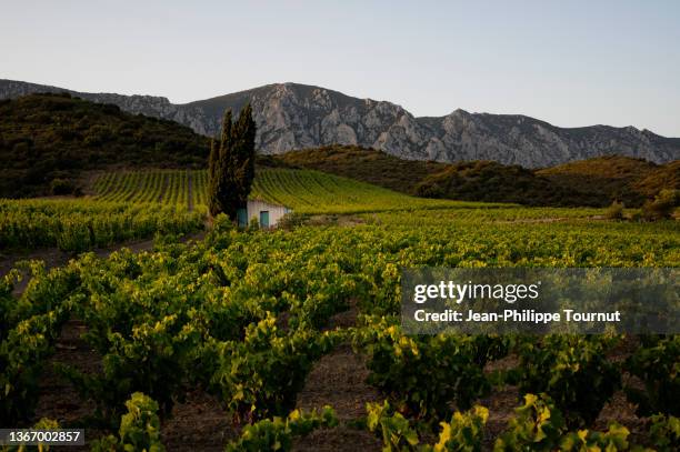 landscape in the pyrenees, vineyards at dusk, southern france - aude foto e immagini stock