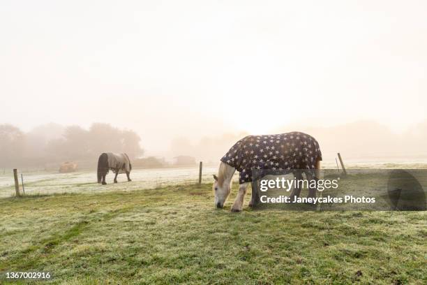 horses covered with blankets grazing in pasture at sunrise - horse blanket stockfoto's en -beelden