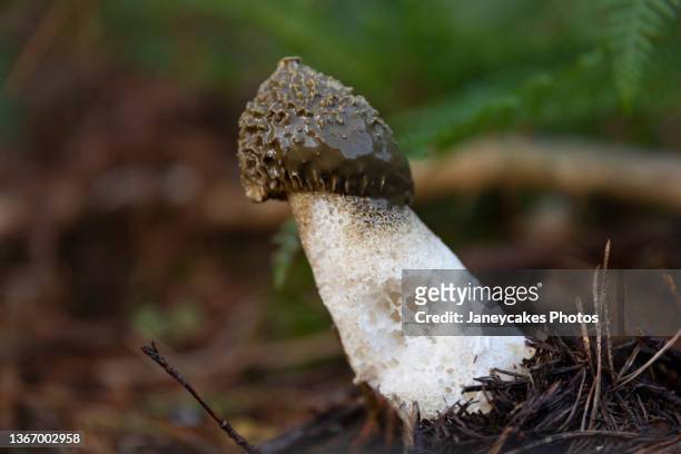 phallus impudicus mushroom growing in forest - smelling food stock pictures, royalty-free photos & images