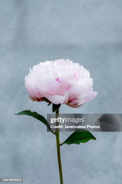 close-up of single pale pink peony flower - pfingstrose stock-fotos und bilder