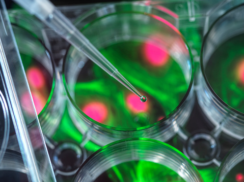 Pipetting sample into multi well plate containing micrograph of cell