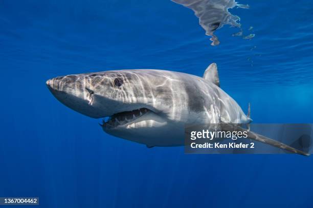 mexico, guadalupe, great white shark underwater - hai stock-fotos und bilder