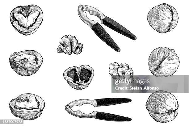set of vector drawings of walnuts and nutcrackers - walnut stock illustrations