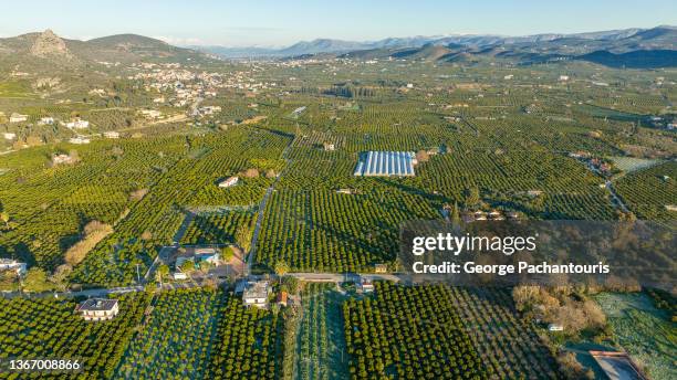 aerial photo of orange farms in the peloponnese, greece - orange grove stock-fotos und bilder