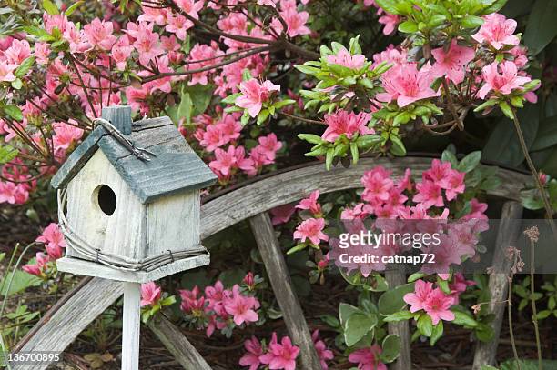 azáleas no jardim primavera com decorações, jardins plano aproximado - casa de pássaro imagens e fotografias de stock