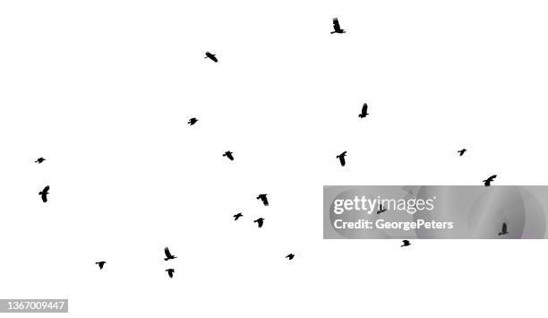 bildbanksillustrationer, clip art samt tecknat material och ikoner med crows flying and landing in bare trees - raven bird