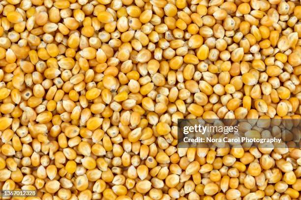 corn kernels background - grain de maïs photos et images de collection