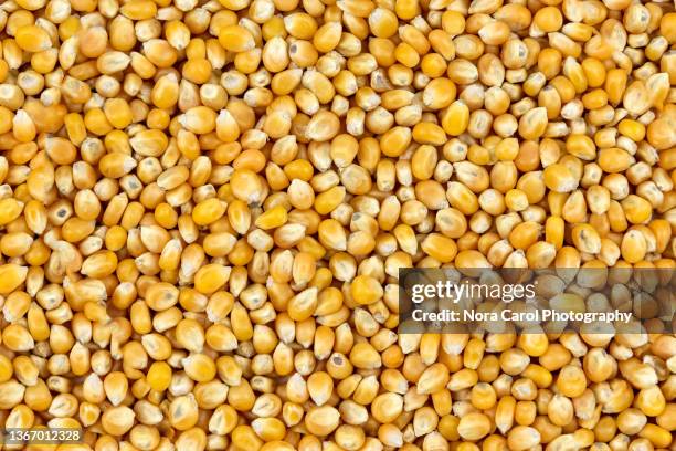 corn kernels background - chicco di mais foto e immagini stock