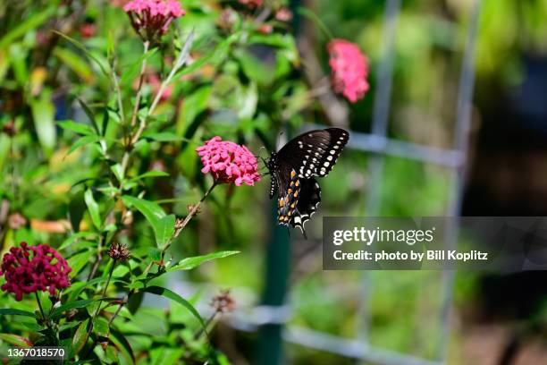 spicebush swallowtail butterfly - spice swallowtail butterfly stock pictures, royalty-free photos & images