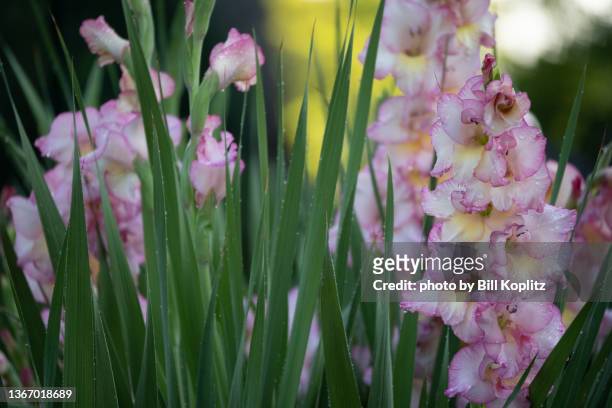pink gladiolus flowers - gladiolus fotografías e imágenes de stock