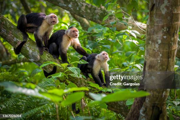 tre cuccioli di scimmia cappuccina dalla faccia bianca sulle cime degli alberi nel parco nazionale di cahuita, costa rica - scimmia foto e immagini stock