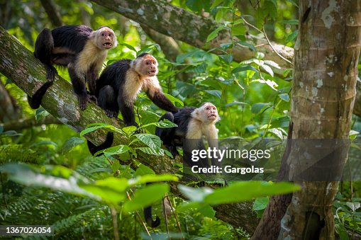 Three white-Faced Capuchin Monkey baby in tree tops at Cahuita National Park, Costa Rica Three white-Faced Capuchin Monkey baby in tree tops at Cahuita National Park, Costa Rica