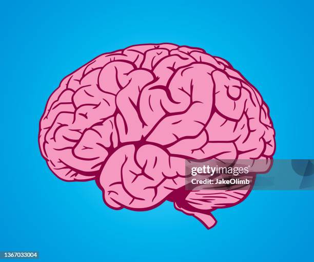 brain hand drawn 2 - cerebrum stock illustrations