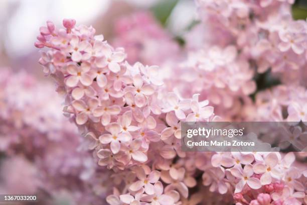 spring collection of holiday cards with pink, lilac early flowers.  flower wallpaper - romance book covers stock-fotos und bilder