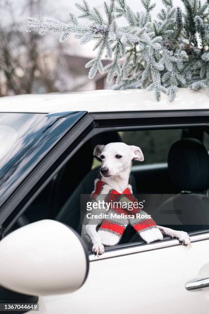 little white dog riding in a car with a christmas tree on the roof - christmas driving stock pictures, royalty-free photos & images
