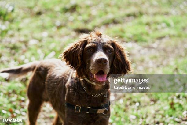 portrait of a dog (german pointer) enjoying a sunny day. - springer spaniel stock pictures, royalty-free photos & images