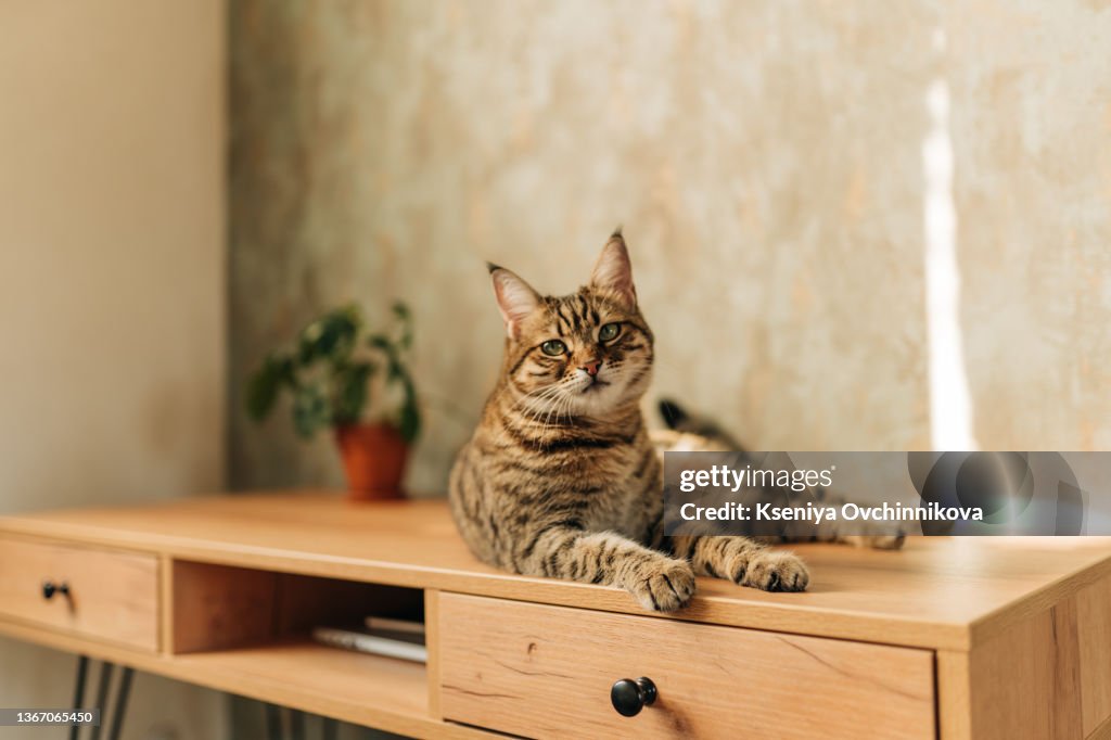 The cat lying on a table