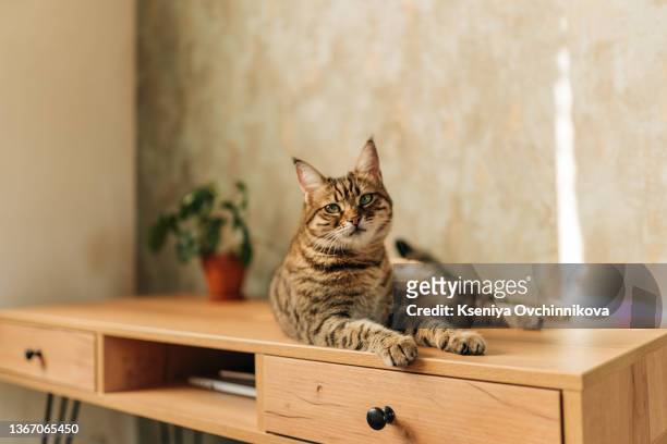 the cat lying on a table - mau egípcio imagens e fotografias de stock