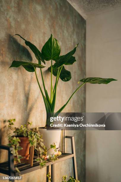 indoor garden in the windowsill of an apartment in bushwick, brooklyn - dracena plant - fotografias e filmes do acervo