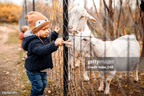 cute baby boy feeding goats on grandpa's farm - geit stockfoto's en -beelden