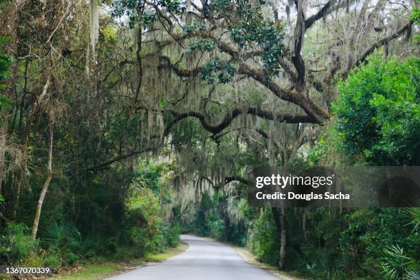 tree canopy of spanish moss - florida v georgia stockfoto's en -beelden