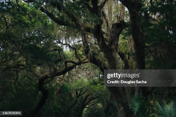 oak trees with hanging moss - musgo español fotografías e imágenes de stock