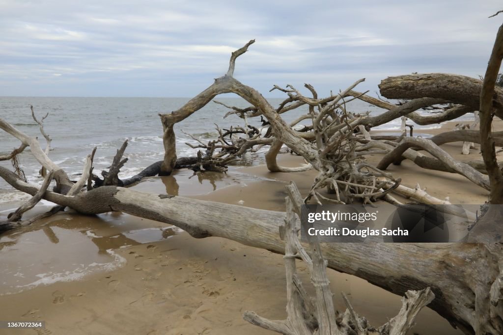 Boneyard Beach in Big Talbot State Park