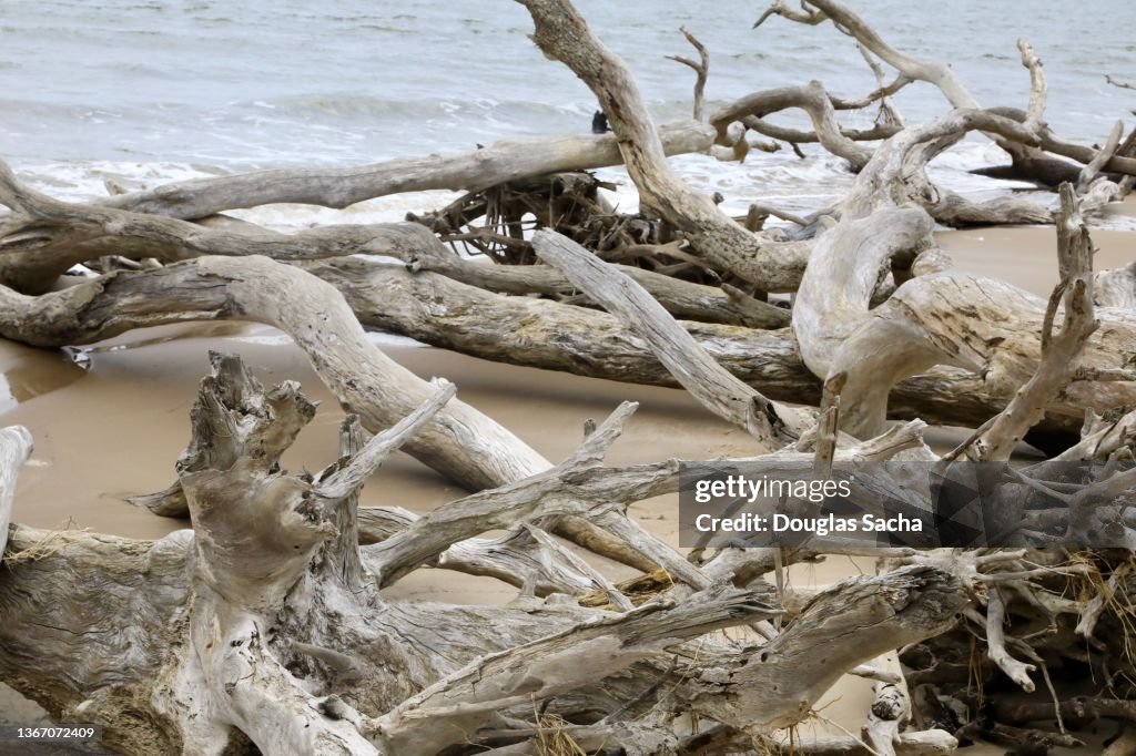 Dead trees and driftwood on the shore at the Boneyard Beach in Big Talbot State Park