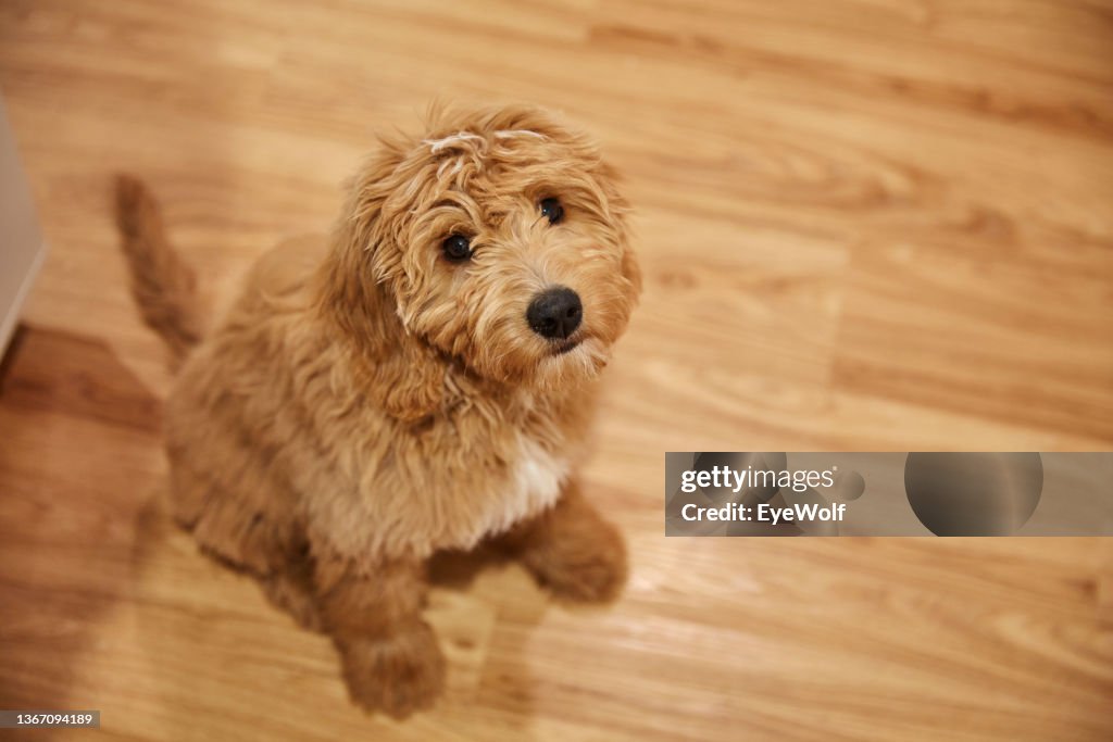 High angle shot of a Goldendoodle puppy looking up a camera innocently.