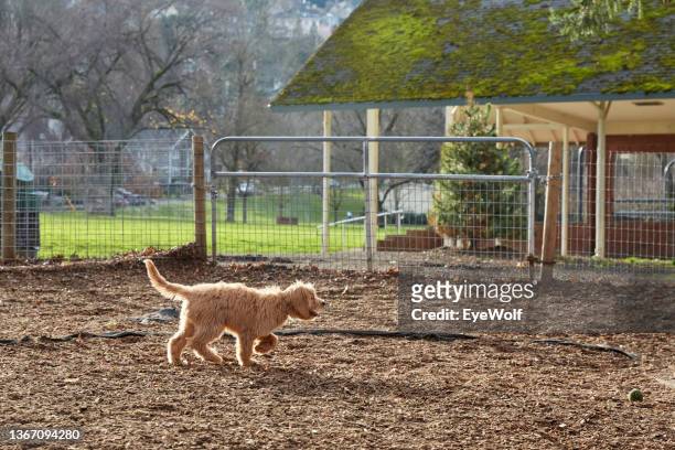 happy goldendoodle puppy running around dog park a golden hour. - dog park stock pictures, royalty-free photos & images
