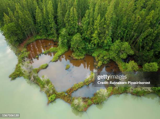 aerial drone view sunrise scene of lake and pine forest at liwong village public park, chana district, songkhla province, thailand - chana eden stock pictures, royalty-free photos & images