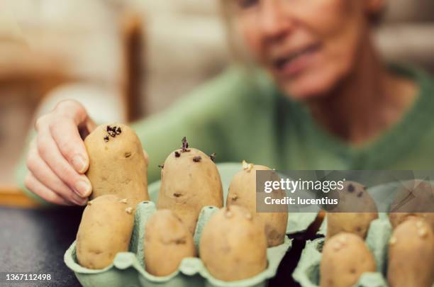 cebollino de patatas - patata fotografías e imágenes de stock