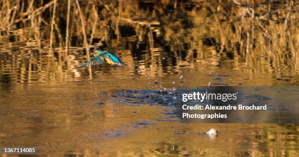 kingfisher - pike position stock pictures, royalty-free photos & images