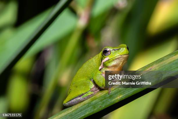 Normal Green Tree Green Tree Frog Habitat Photos and Premium High Res Pictures - Getty Images