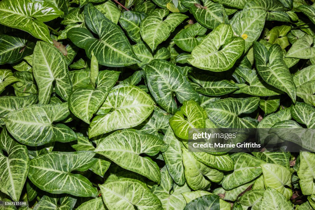 Closeup of Arrowhead Vine