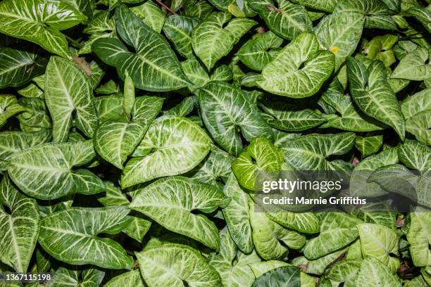 closeup of arrowhead vine - tropical queensland stock pictures, royalty-free photos & images