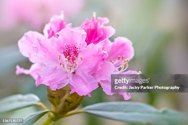 beautiful, pink spring flowering rhododendron or azalea flowers in soft sunshine - azalea foto e immagini stock