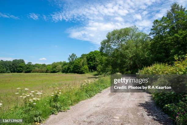 country lane in the english countryside in summer - grünstreifen stock-fotos und bilder